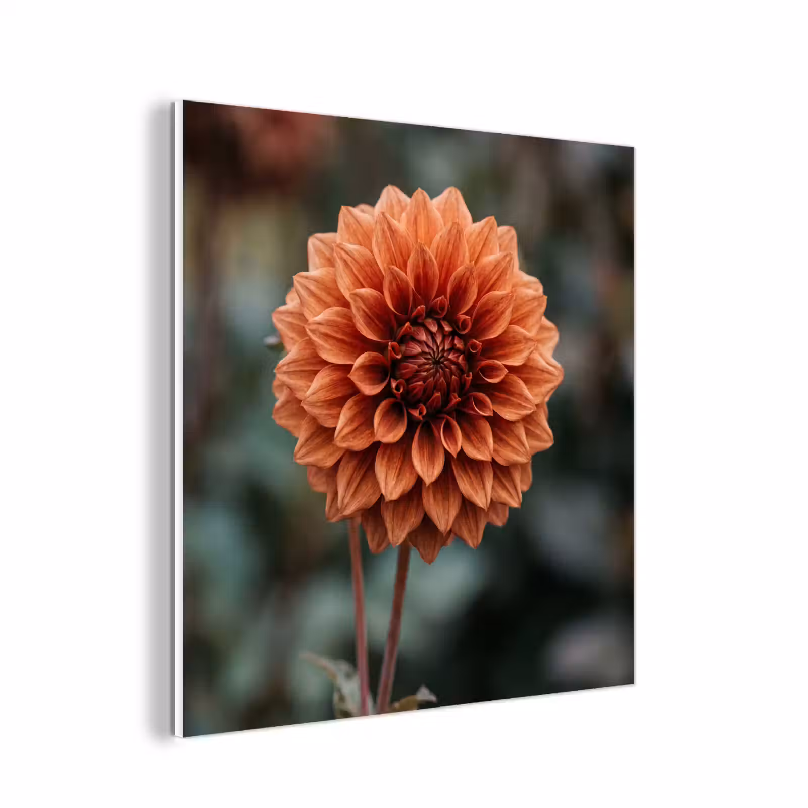 Forex - Dahlia - Bloem - Natuur - Sfeervol — 1