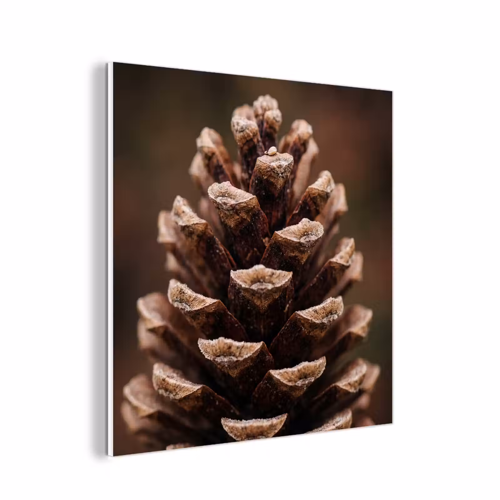 Forex - Dennenappel - Bos - Herfst - Bruin - Sfeervol — 1