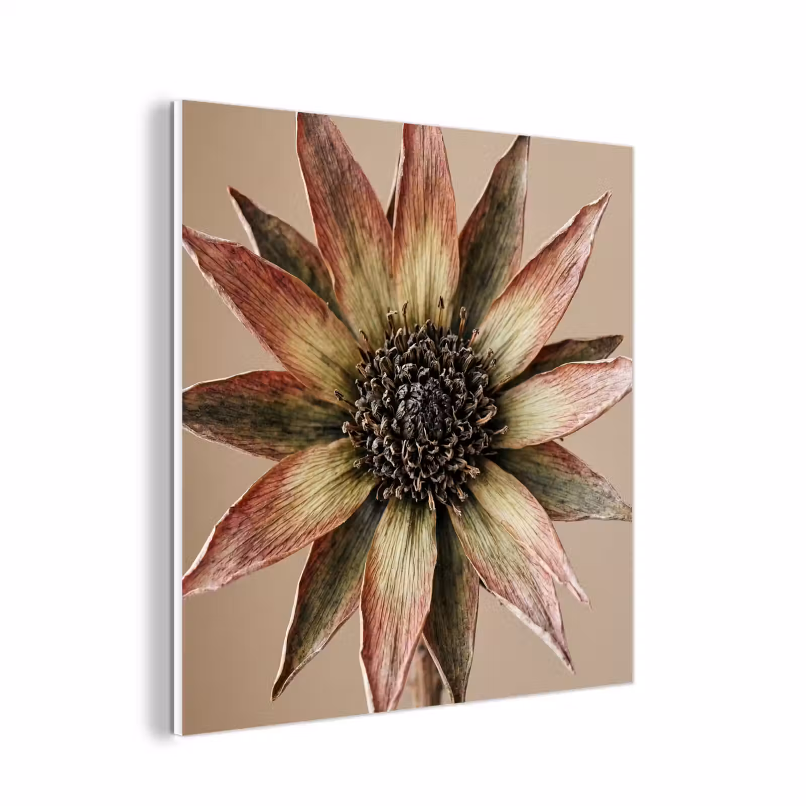 Forex - Droogbloem - Protea - Vintage - Beige - Rustiek — 1