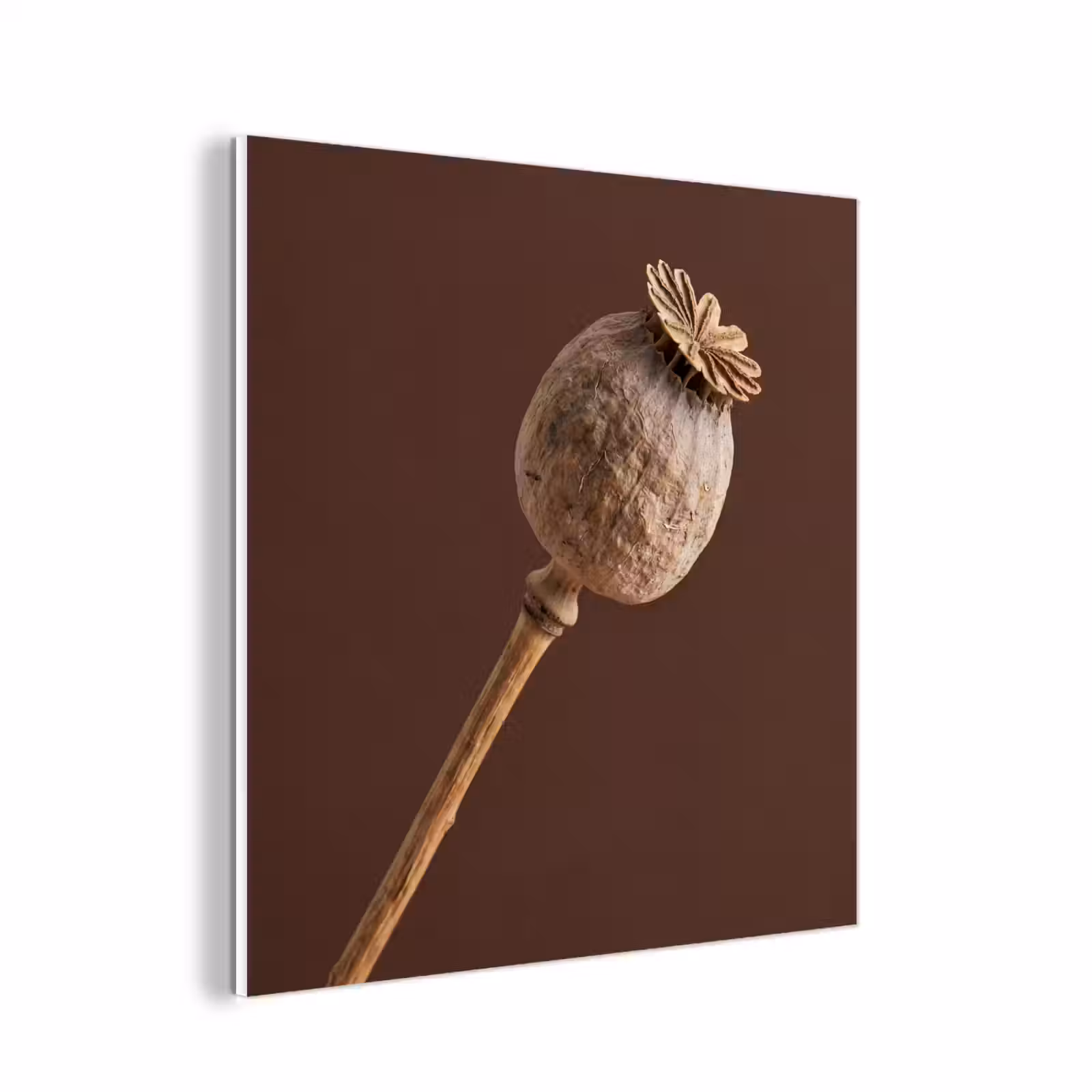Forex - Papaverbol - Droogbloem - Bruin - Minimalistisch — 1