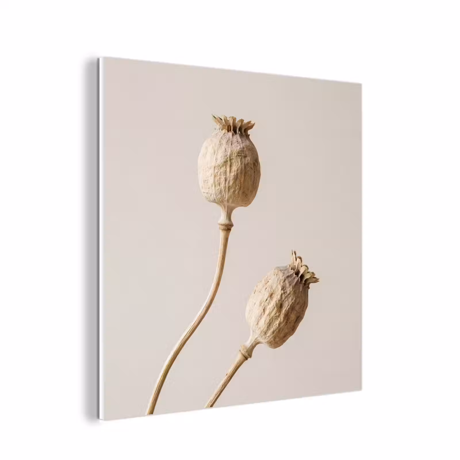 Forex - Papaverbollen - Droogbloemen - Minimalistisch - Beige - Rustig — 1