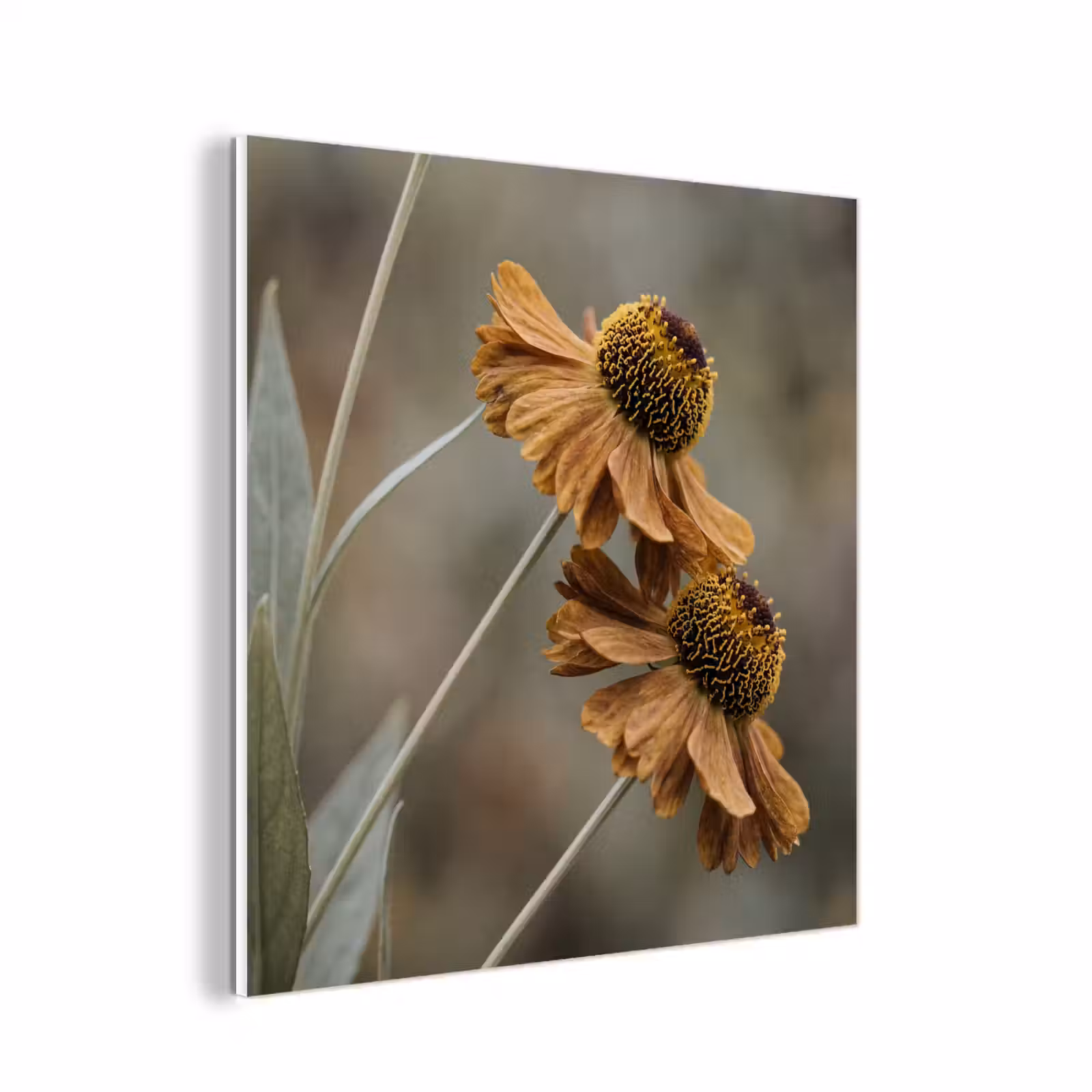 Forex - Zonnehoed - Droogbloemen - Geel - Warm — 1