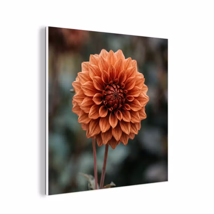 Forex - Dahlia - Bloem - Natuur - Sfeervol — 1