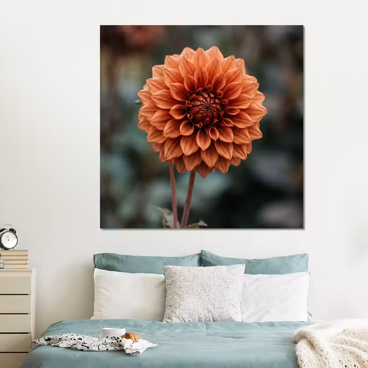 Forex - Dahlia - Bloem - Natuur - Sfeervol — 2