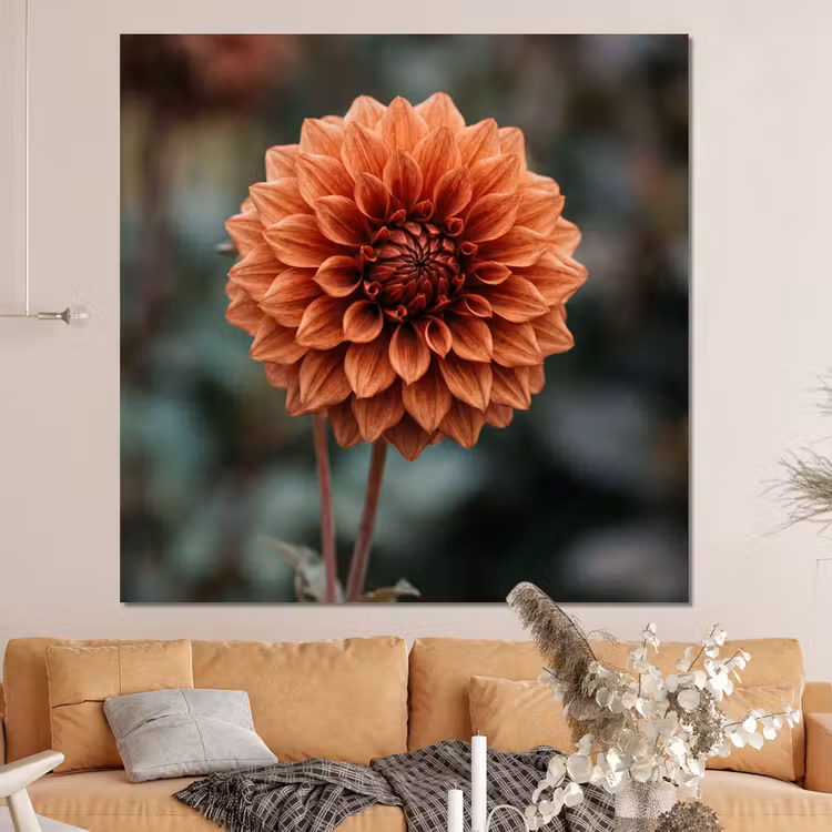 Forex - Dahlia - Bloem - Natuur - Sfeervol — 4