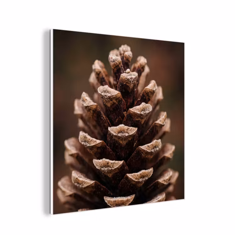 Forex - Dennenappel - Bos - Herfst - Bruin - Sfeervol — 1