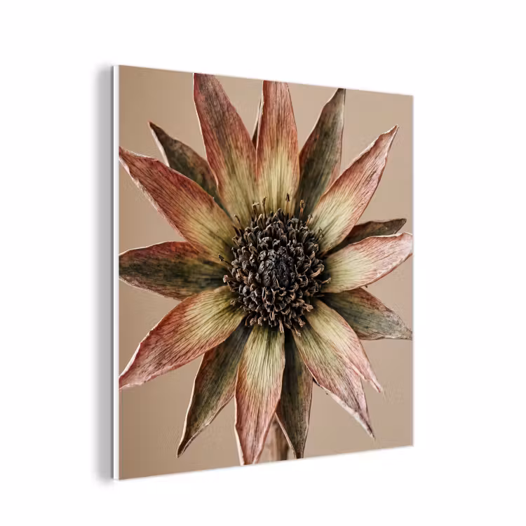 Forex - Droogbloem - Protea - Vintage - Beige - Rustiek — 1