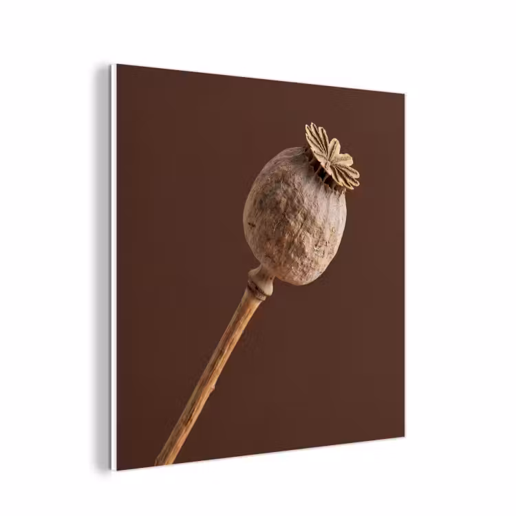 Forex - Papaverbol - Droogbloem - Bruin - Minimalistisch — 1