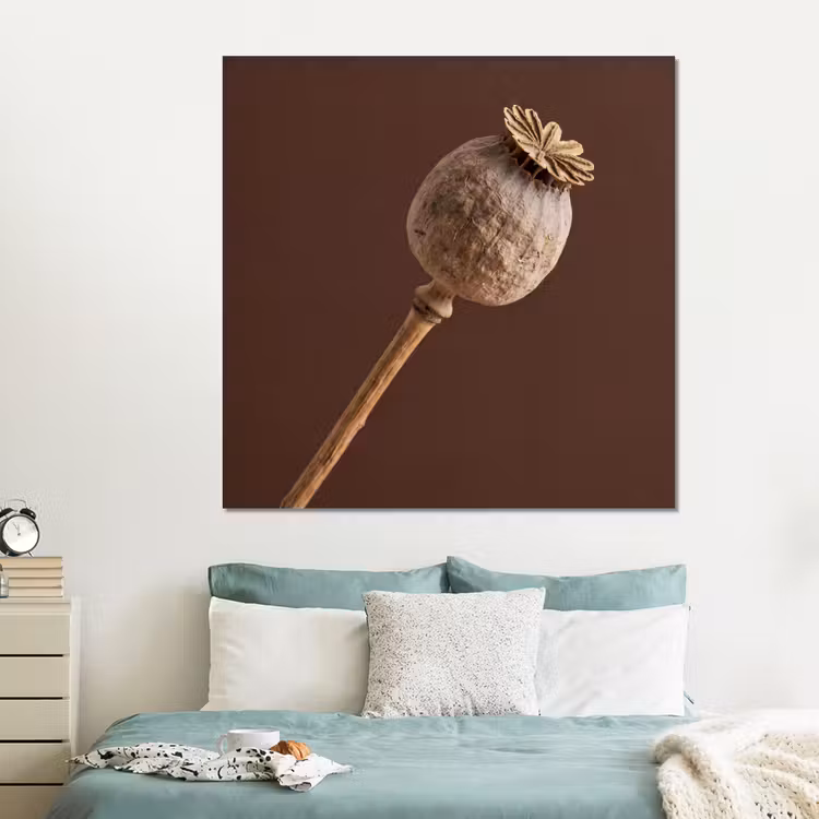 Forex - Papaverbol - Droogbloem - Bruin - Minimalistisch — 2