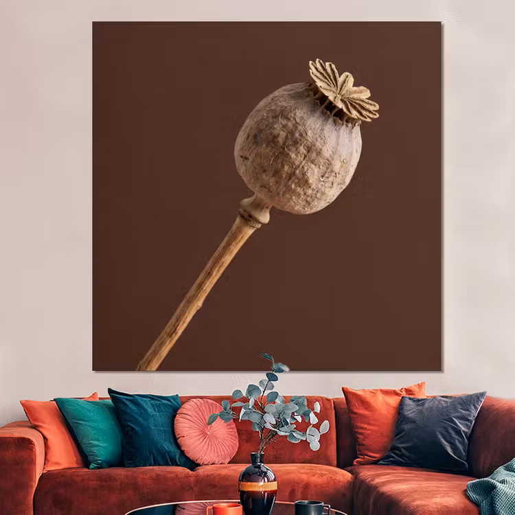 Forex - Papaverbol - Droogbloem - Bruin - Minimalistisch — 3