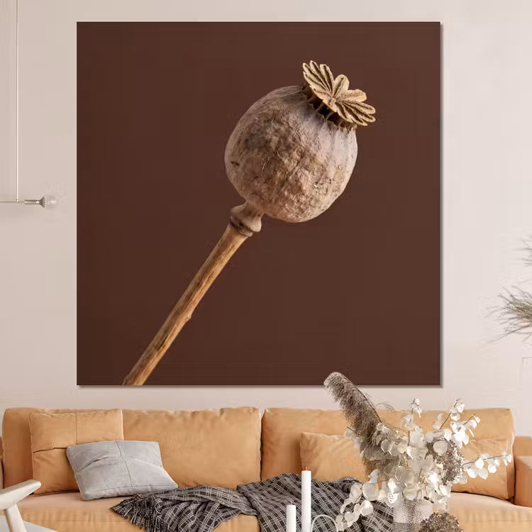 Forex - Papaverbol - Droogbloem - Bruin - Minimalistisch — 4