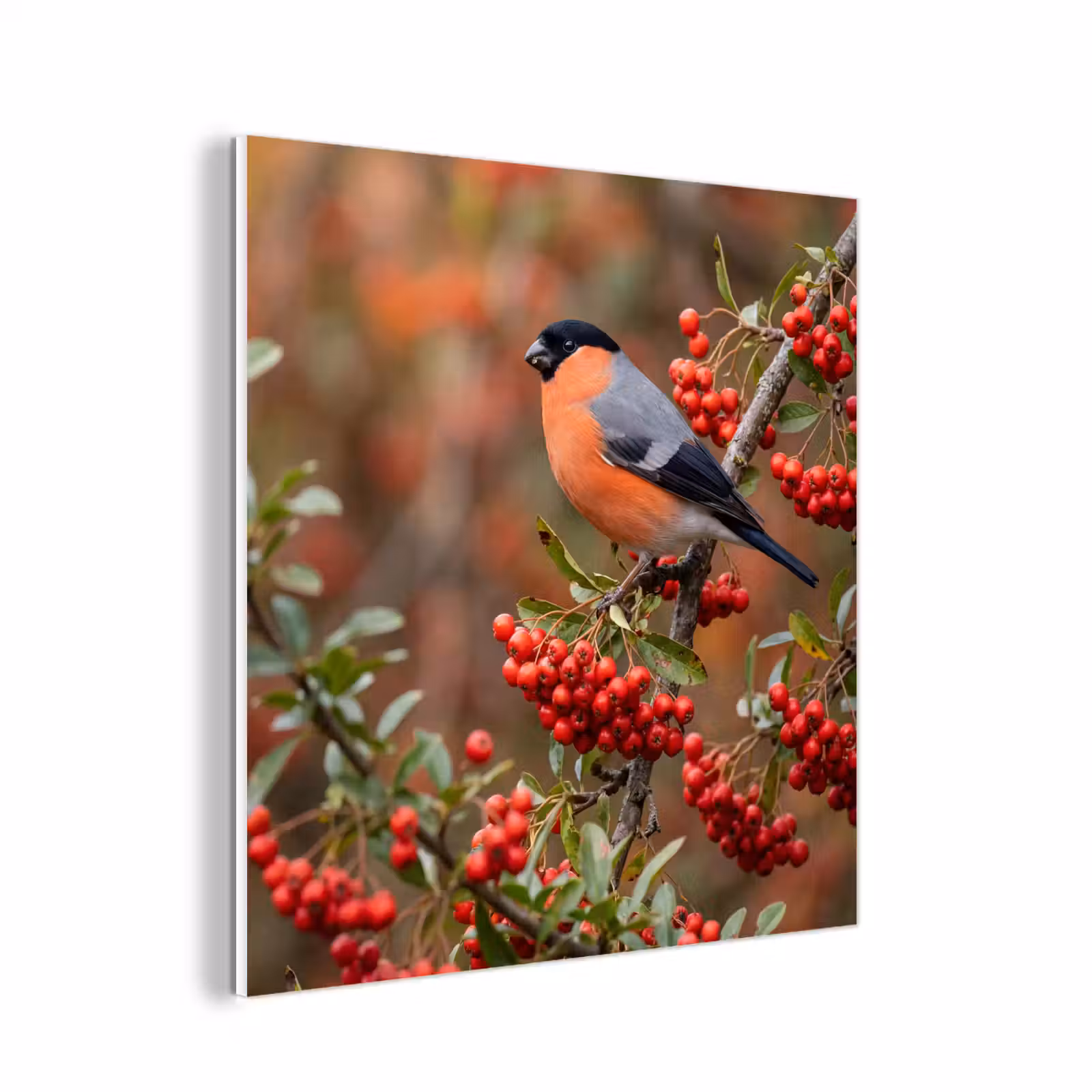 Forex - Goudvink - Bessen - Herfst - Natuur - Kleurrijk — 1