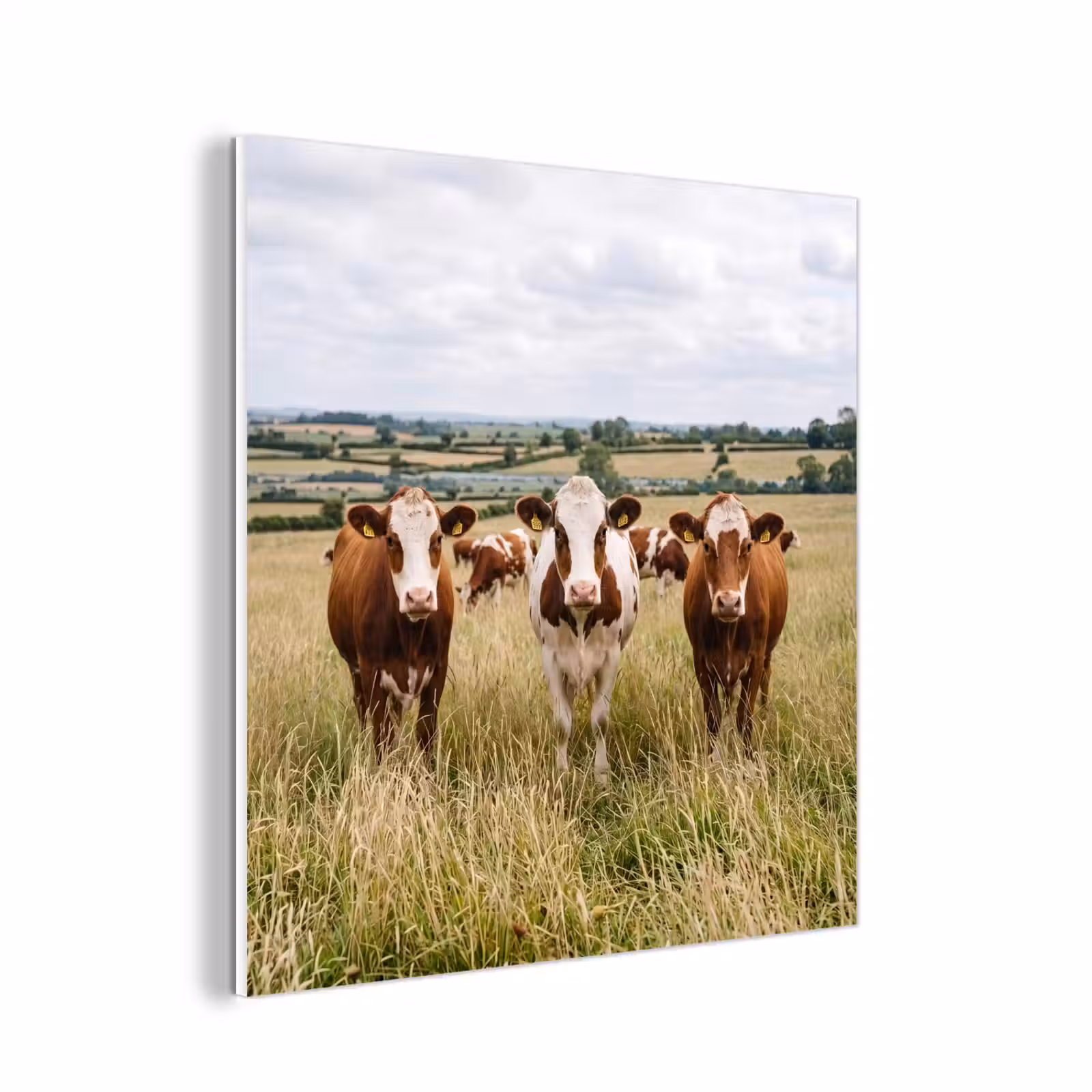 Forex - Koeien - Portret - Weide - Boerderij - Nieuwsgierig — 1