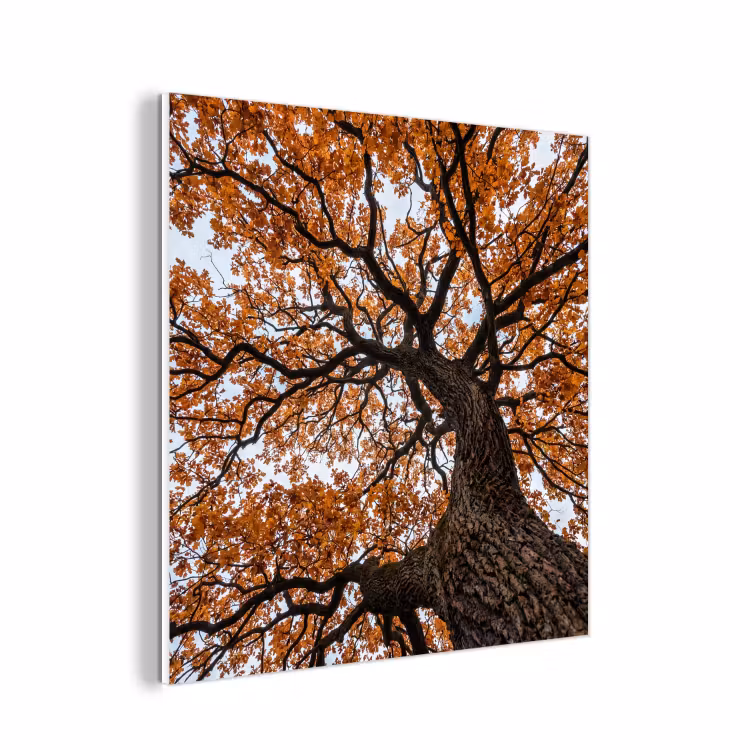 Forex - Boom - Bladerdak - Herfst - Oranje - Sfeervol — 1