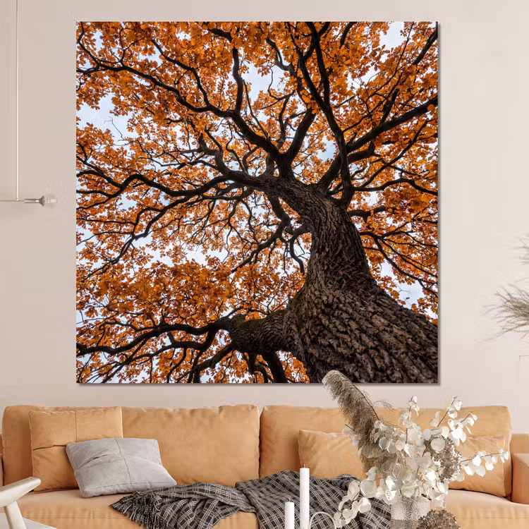 Forex - Boom - Bladerdak - Herfst - Oranje - Sfeervol — 4