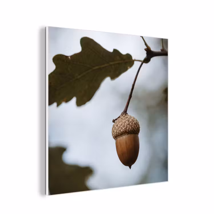 Forex - Eikel - Eikenblad - Bos - Herfst - Natuur — 1