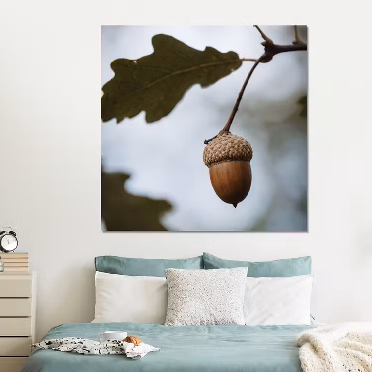 Forex - Eikel - Eikenblad - Bos - Herfst - Natuur — 2