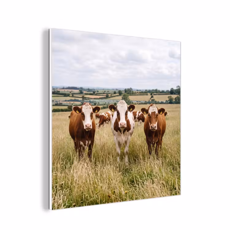 Forex - Koeien - Portret - Weide - Boerderij - Nieuwsgierig — 1
