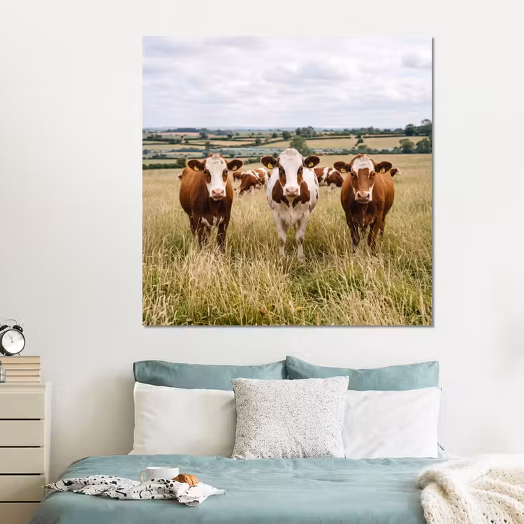 Forex - Koeien - Portret - Weide - Boerderij - Nieuwsgierig — 2