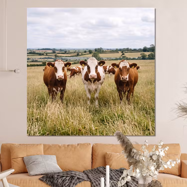 Forex - Koeien - Portret - Weide - Boerderij - Nieuwsgierig — 4