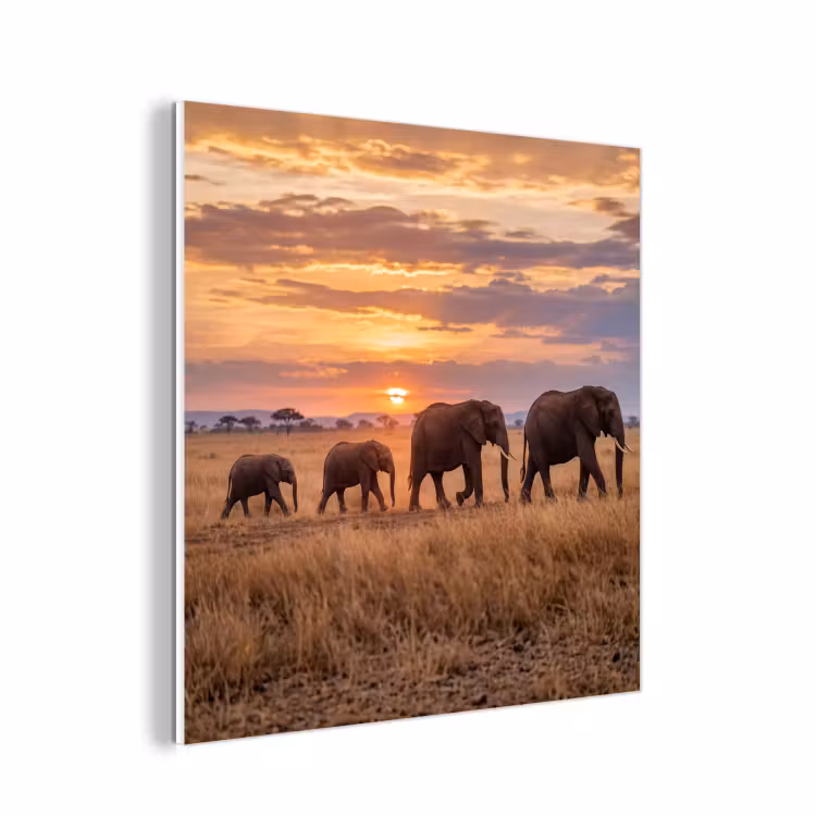 Forex - Olifanten - Savanne - Zonsondergang - Afrika - Warm — 1