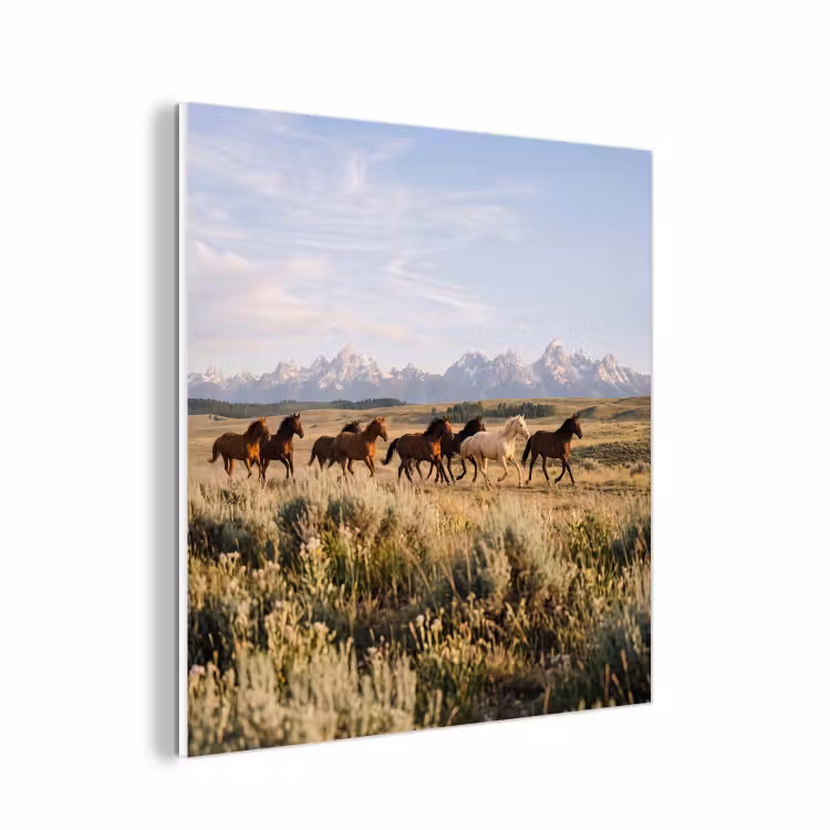 Forex - Paarden - Kudde - Bergen - Vrijheid - Wild — 1