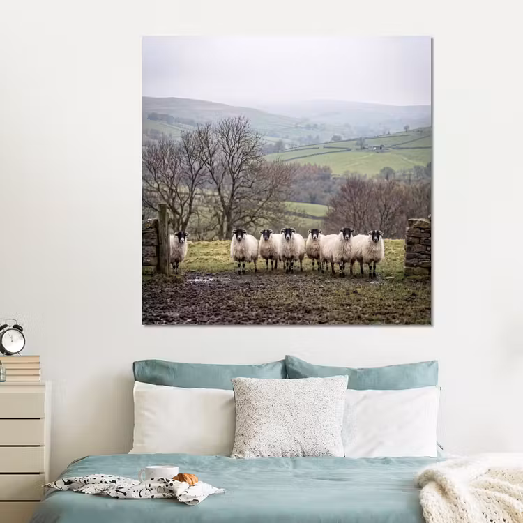 Forex - Schapen - Rij - Weide - Dieren - Platteland — 2