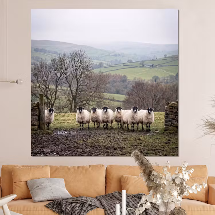 Forex - Schapen - Rij - Weide - Dieren - Platteland — 4