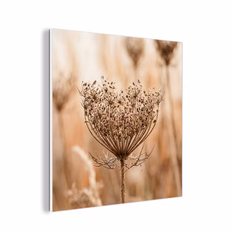 Forex - Schermbloem - Droogbloem - Winter - Beige - Minimalistisch — 1