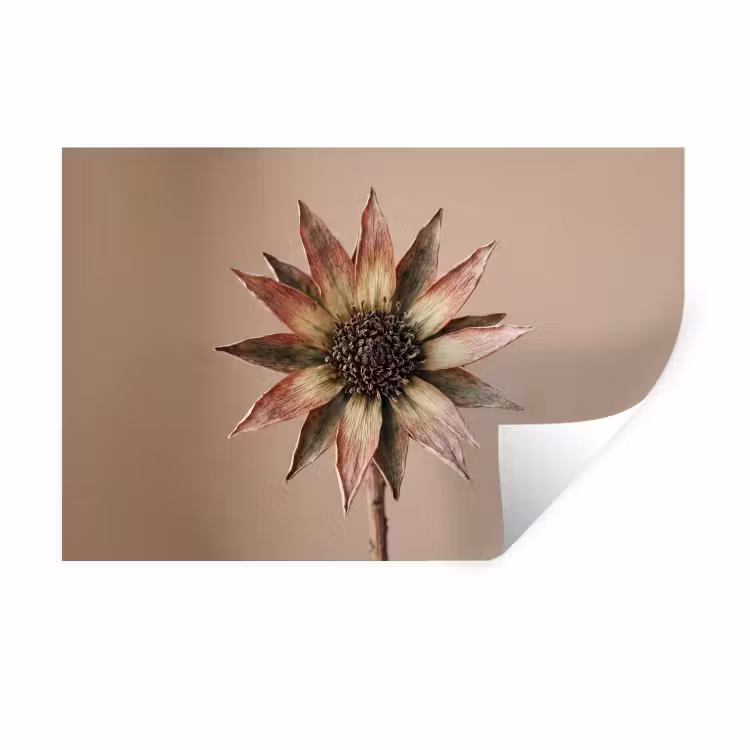 Muursticker - Droogbloem - Protea - Vintage - Beige - Rustiek