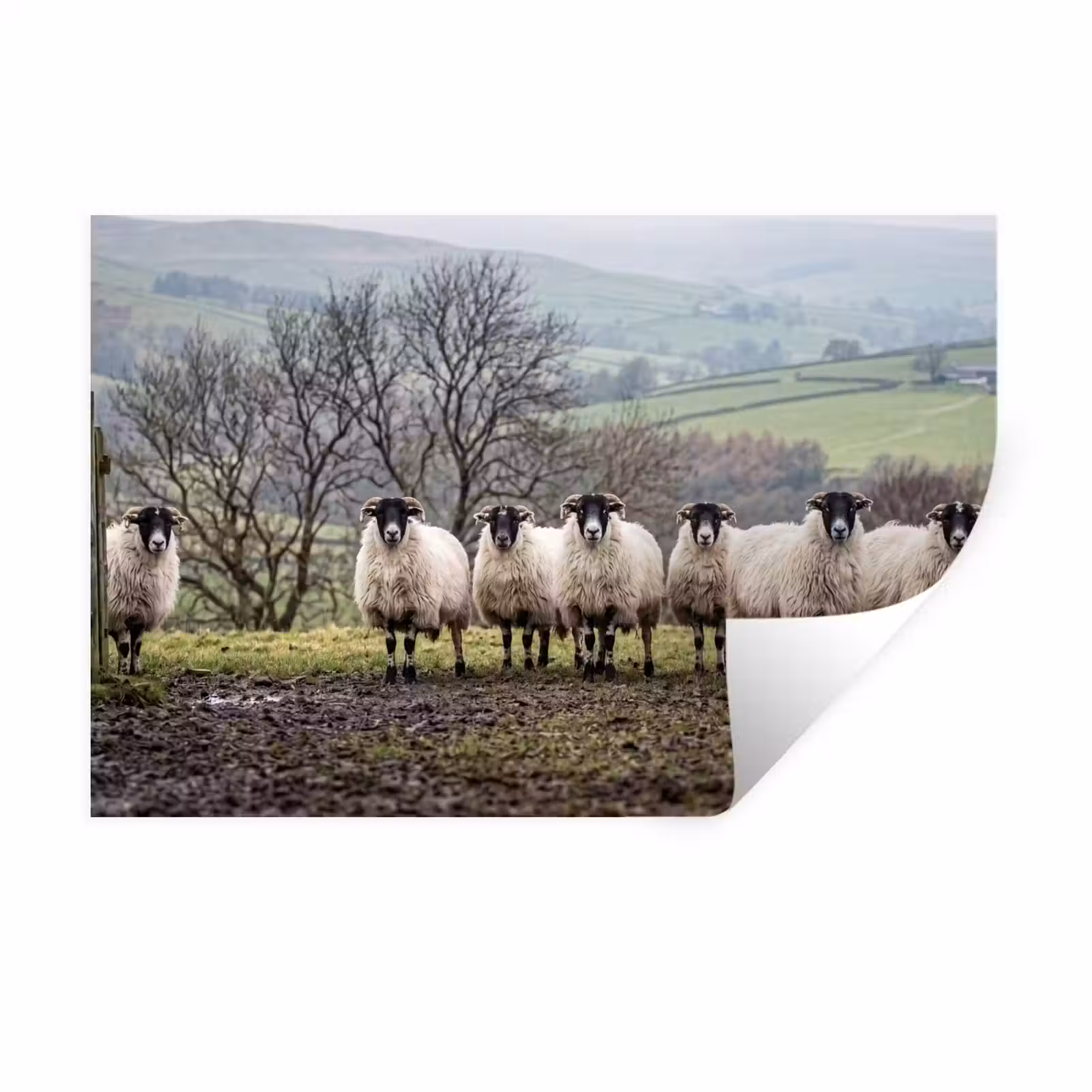 Muursticker - Schapen - Rij - Weide - Dieren - Platteland — 1