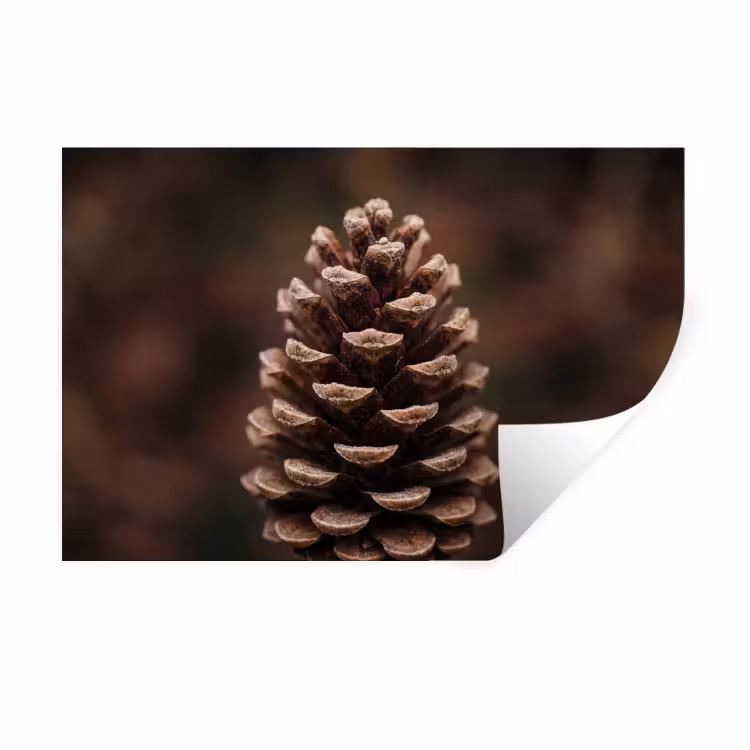 Muursticker - Dennenappel - Bos - Herfst - Bruin - Sfeervol