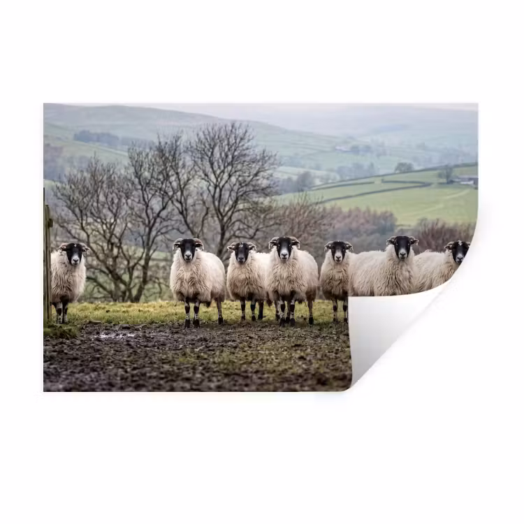 Muursticker - Schapen - Rij - Weide - Dieren - Platteland