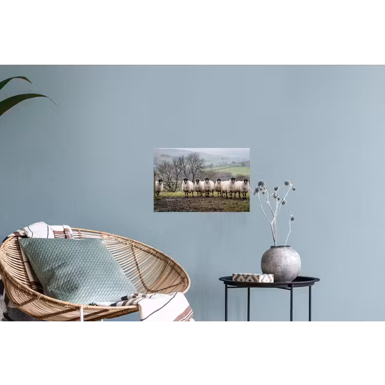 Muursticker - Schapen - Rij - Weide - Dieren - Platteland — 4
