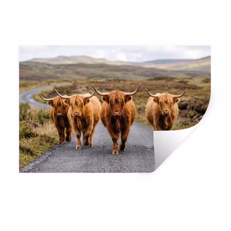 Muursticker - Schotse Hooglanders - Weg - Landschap - Kudde
