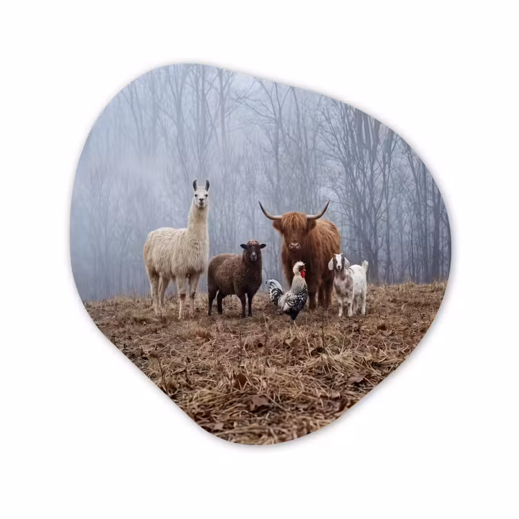 Organisch schilderij - Forex - Boerderijdieren - Groep - Mist - Natuur - Rustiek