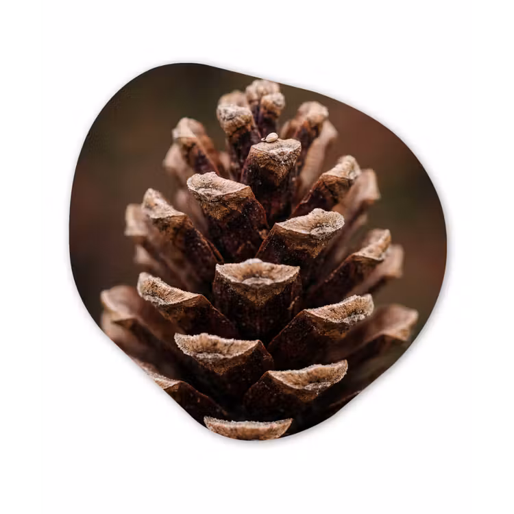Organisch schilderij - Forex - Dennenappel - Bos - Herfst - Bruin - Sfeervol