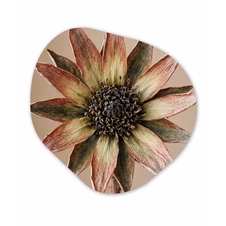 Organisch schilderij - Forex - Droogbloem - Protea - Vintage - Beige - Rustiek