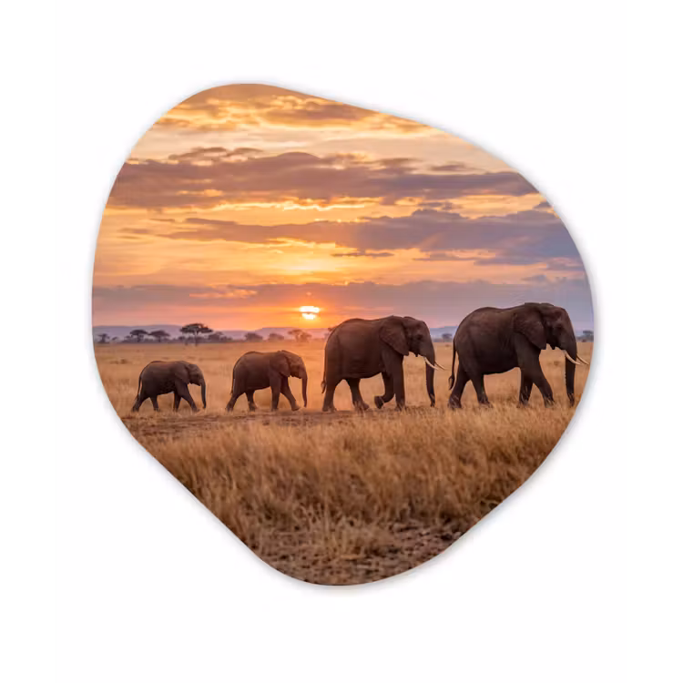 Organisch schilderij - Forex - Olifanten - Savanne - Zonsondergang - Afrika - Warm