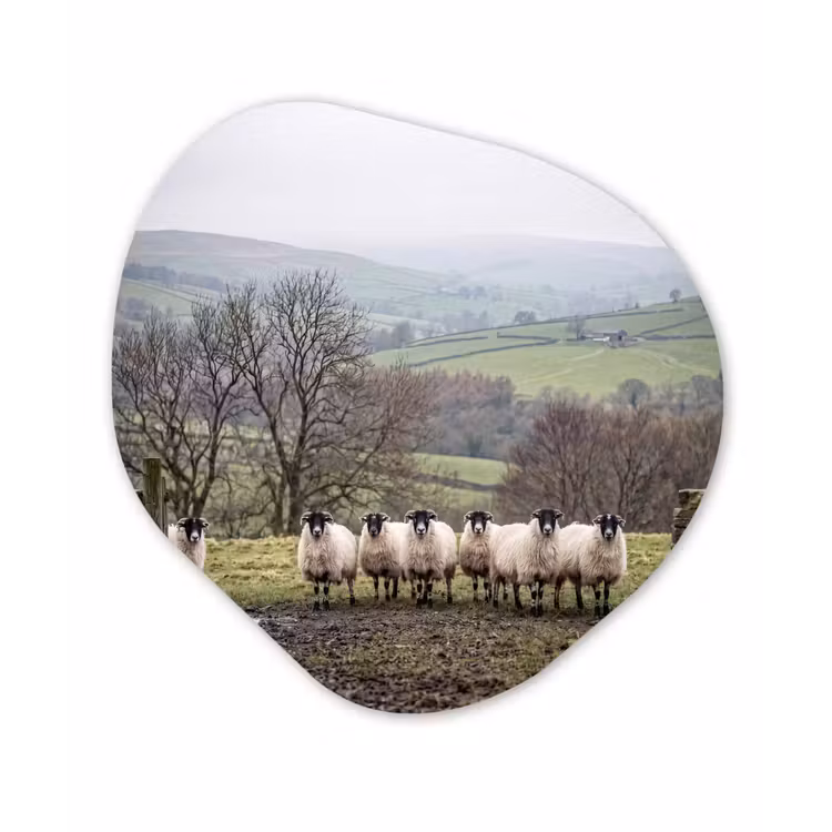 Organisch schilderij - Forex - Schapen - Rij - Weide - Dieren - Platteland