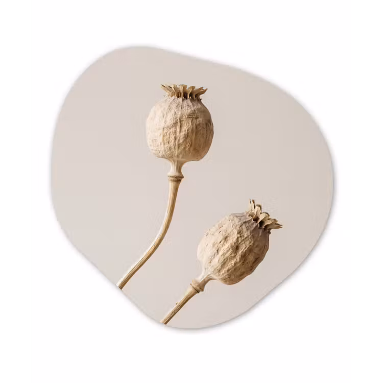 Organische schilderij - Aluminium - Papaverbollen - Droogbloemen - Minimalistisch - Beige - Rustig