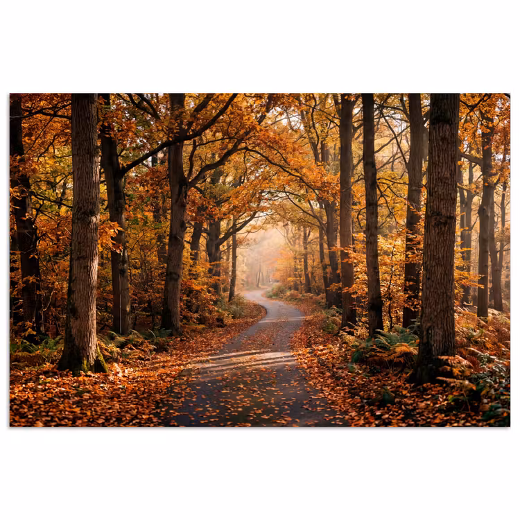 Poster - Bospad - Herfstbos - Bladeren - Oranje - Nostalgisch