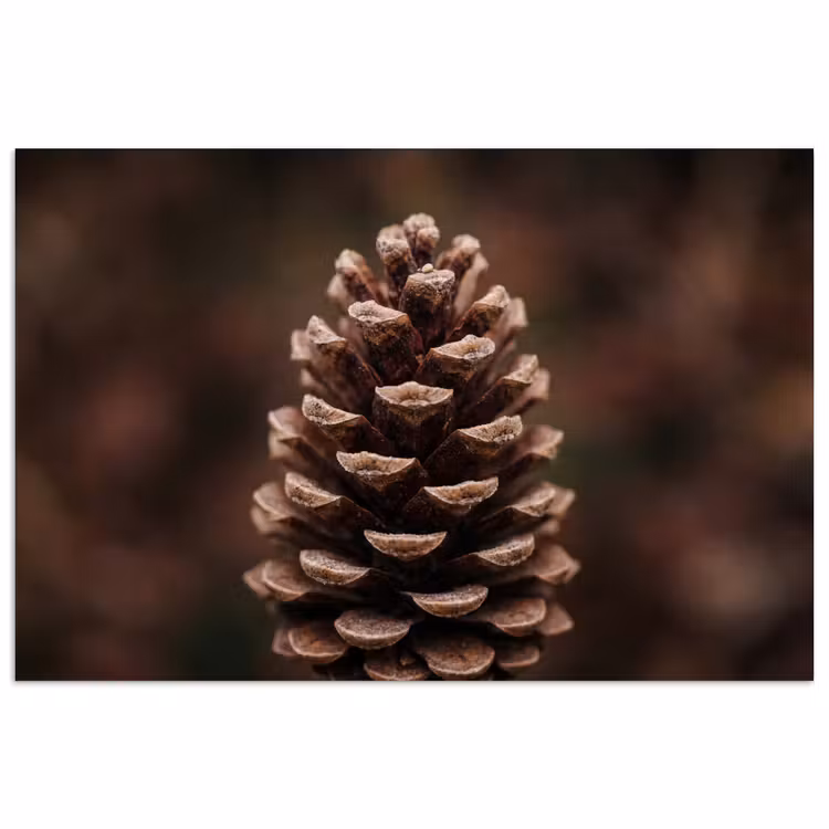 Poster - Dennenappel - Bos - Herfst - Bruin - Sfeervol