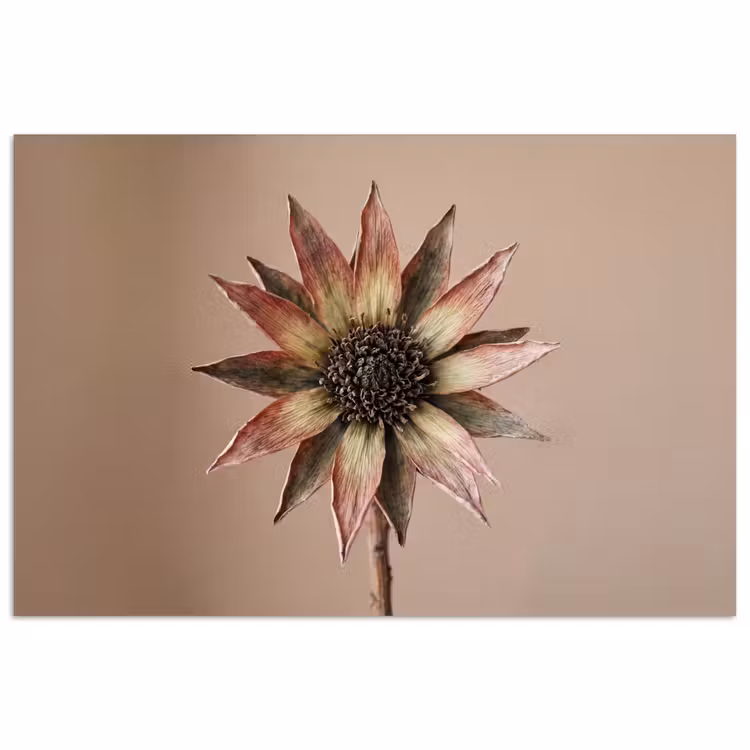 Poster - Droogbloem - Protea - Vintage - Beige - Rustiek