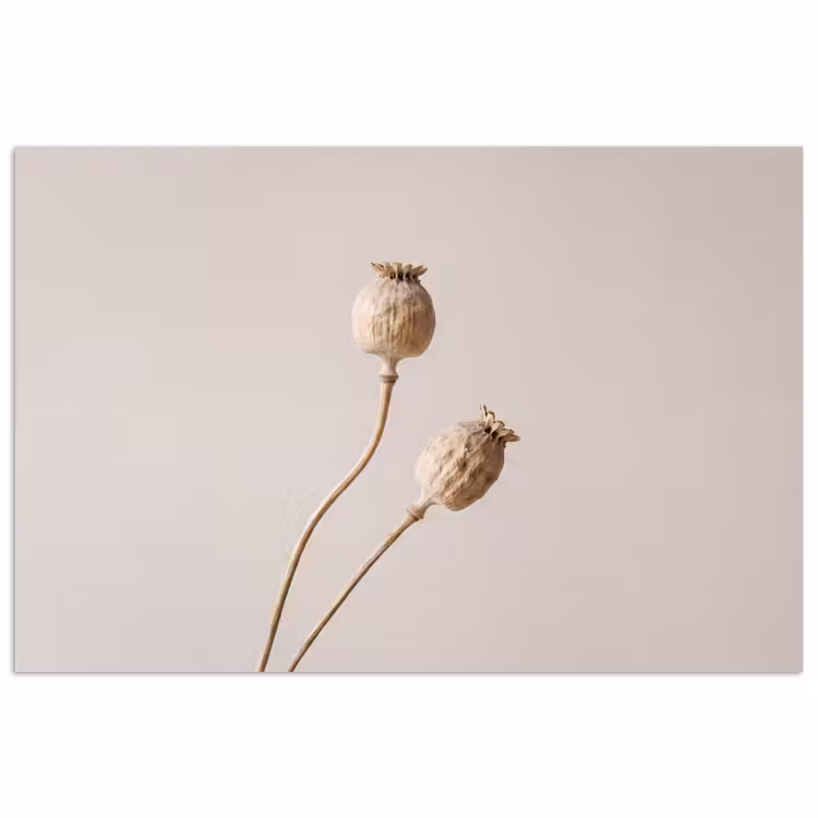 Poster - Papaverbollen - Droogbloemen - Minimalistisch - Beige - Rustig