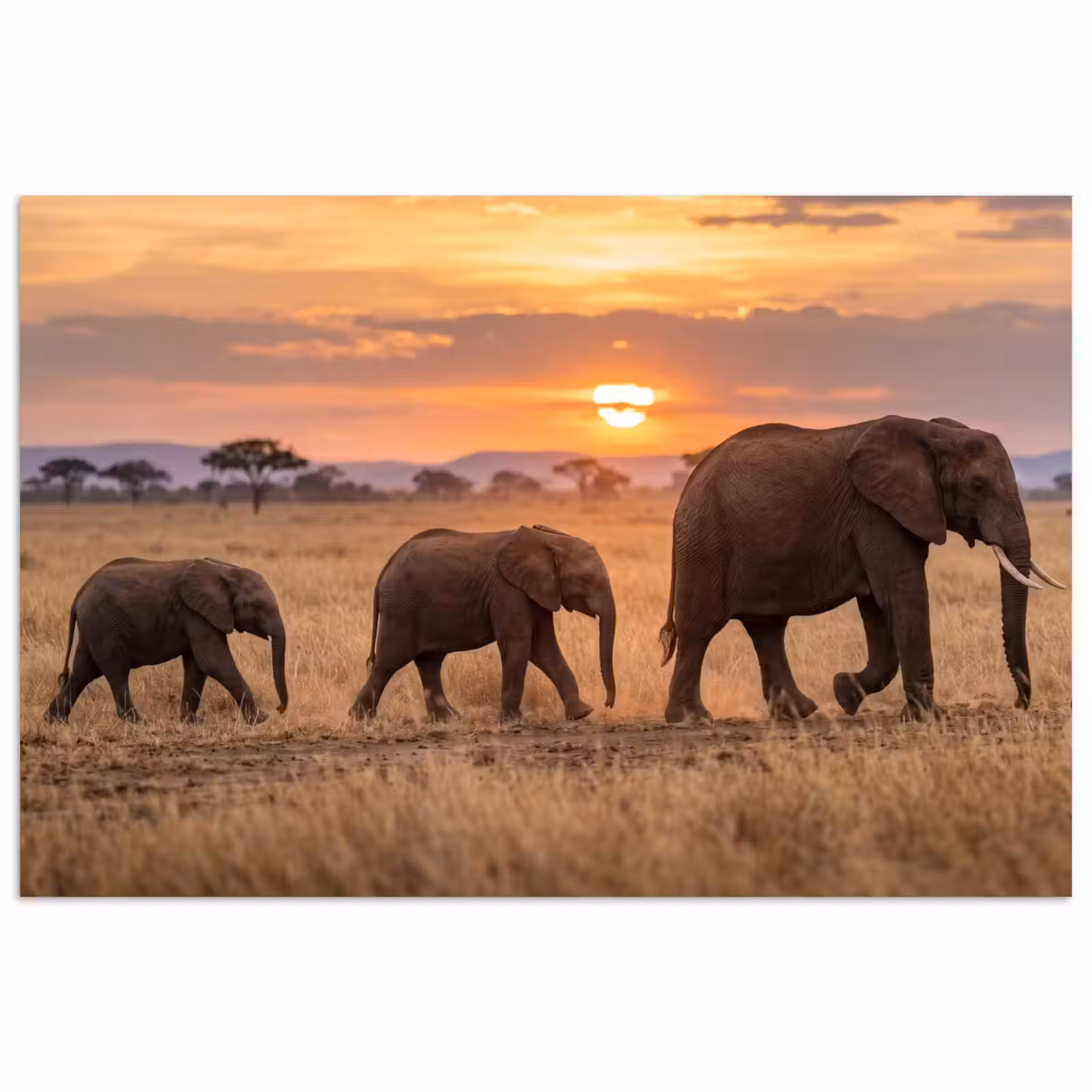 Poster - Olifanten - Savanne - Zonsondergang - Afrika - Warm — 1