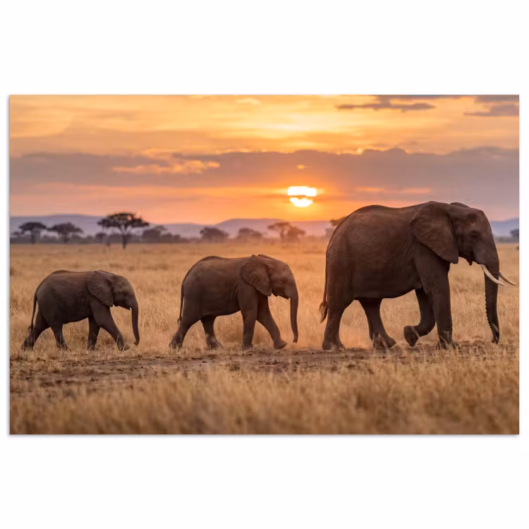 Poster - Olifanten - Savanne - Zonsondergang - Afrika - Warm