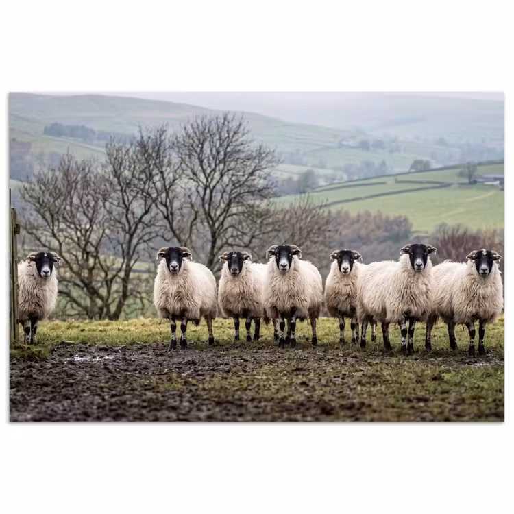 Poster - Schapen - Rij - Weide - Dieren - Platteland
