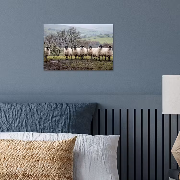 Poster - Schapen - Rij - Weide - Dieren - Platteland — 3