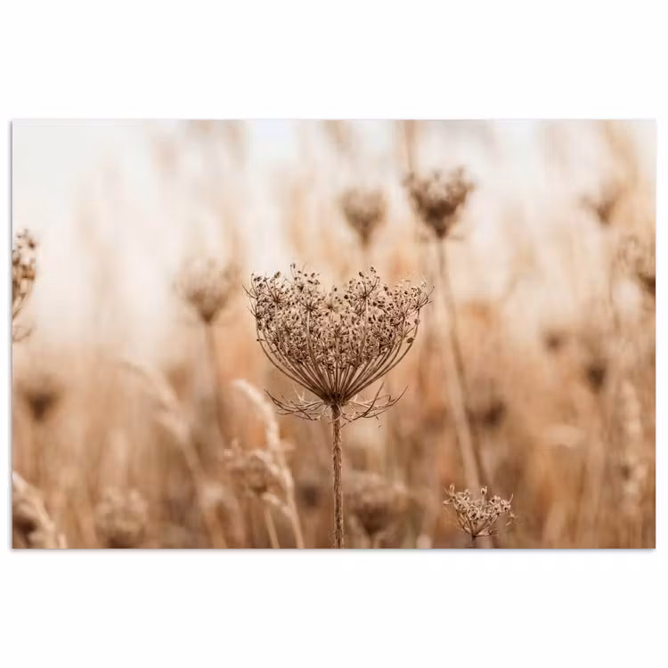 Poster - Schermbloem - Droogbloem - Winter - Beige - Minimalistisch